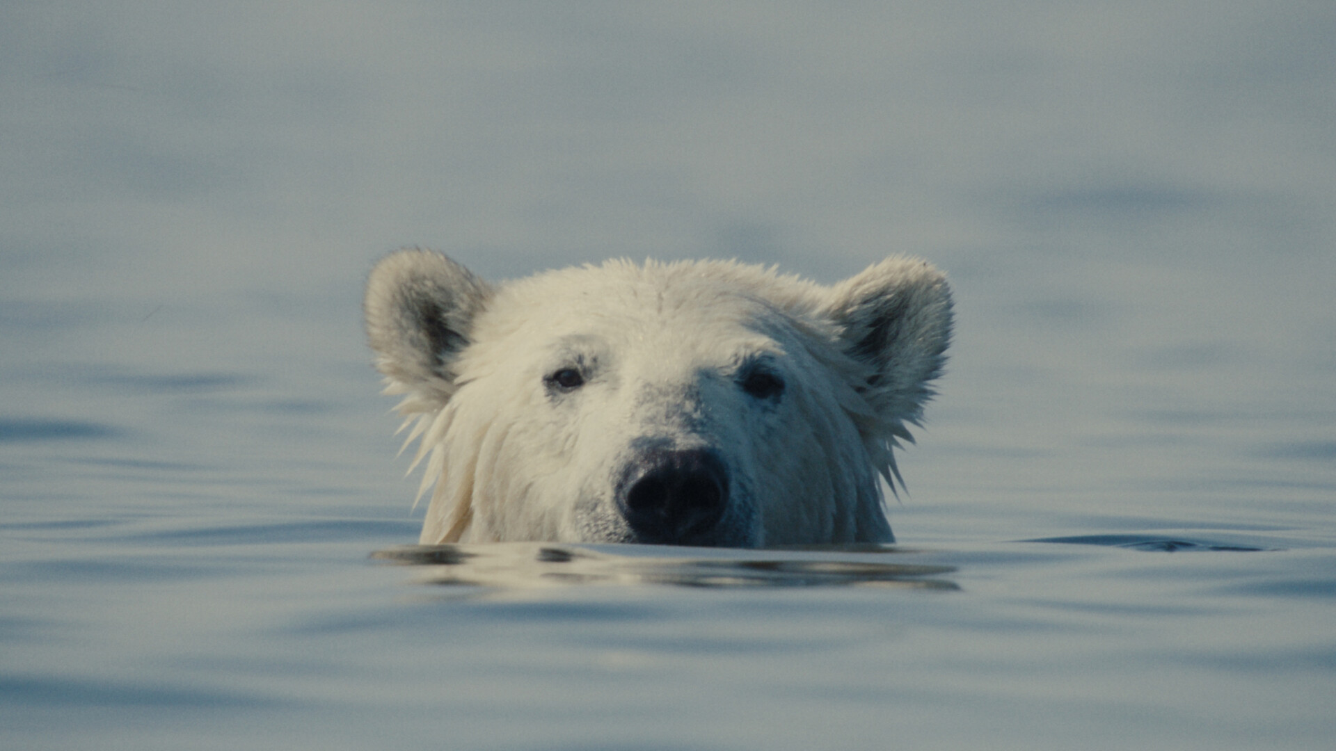 Ein Standbild aus dem Film: Der Kopf eines Eisbären, der aus dem Wasser auftaucht und dabei in die Kamera schaut