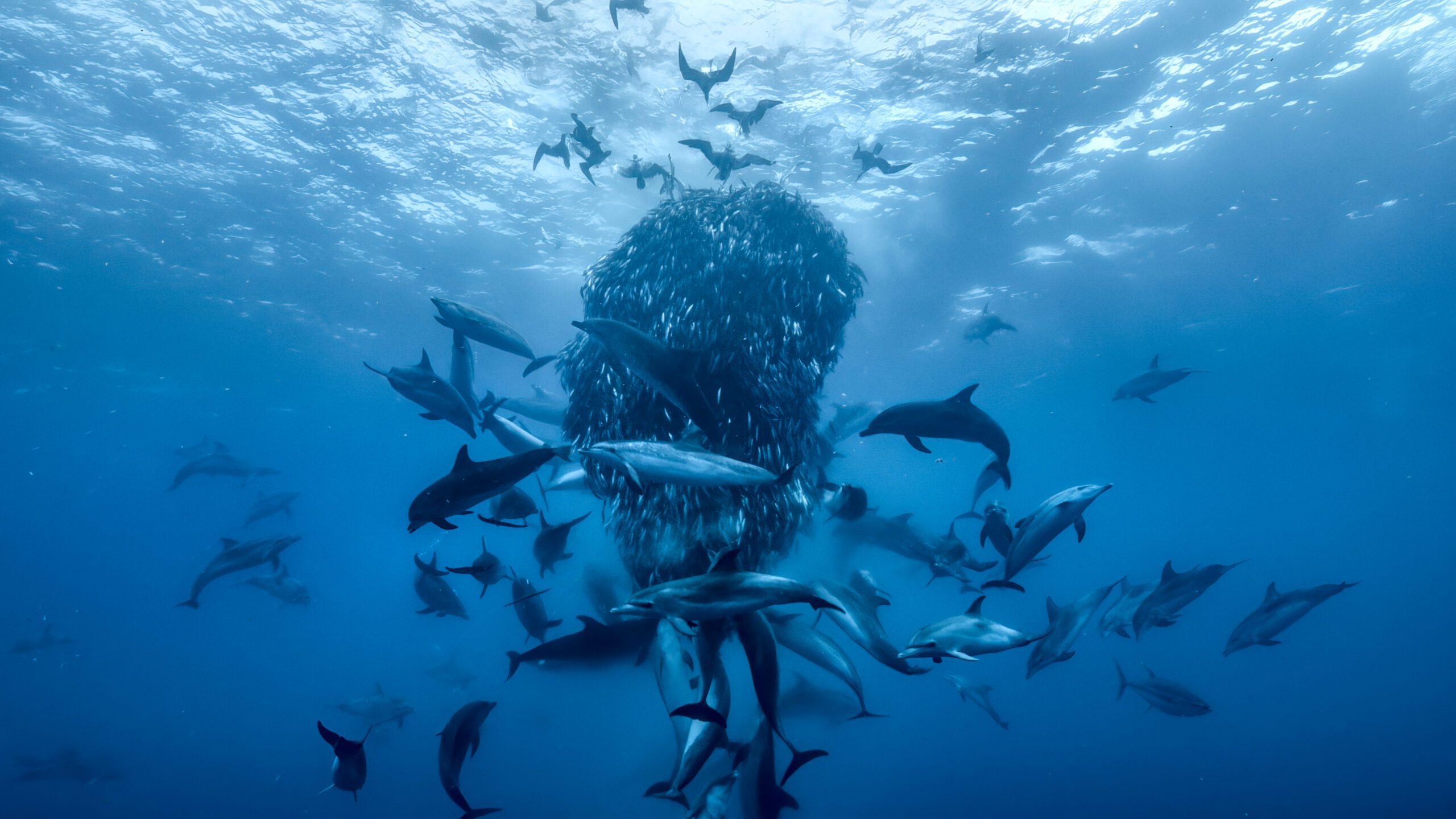 © Revive the Ocean, Silverback Films and Open Planet Studios
